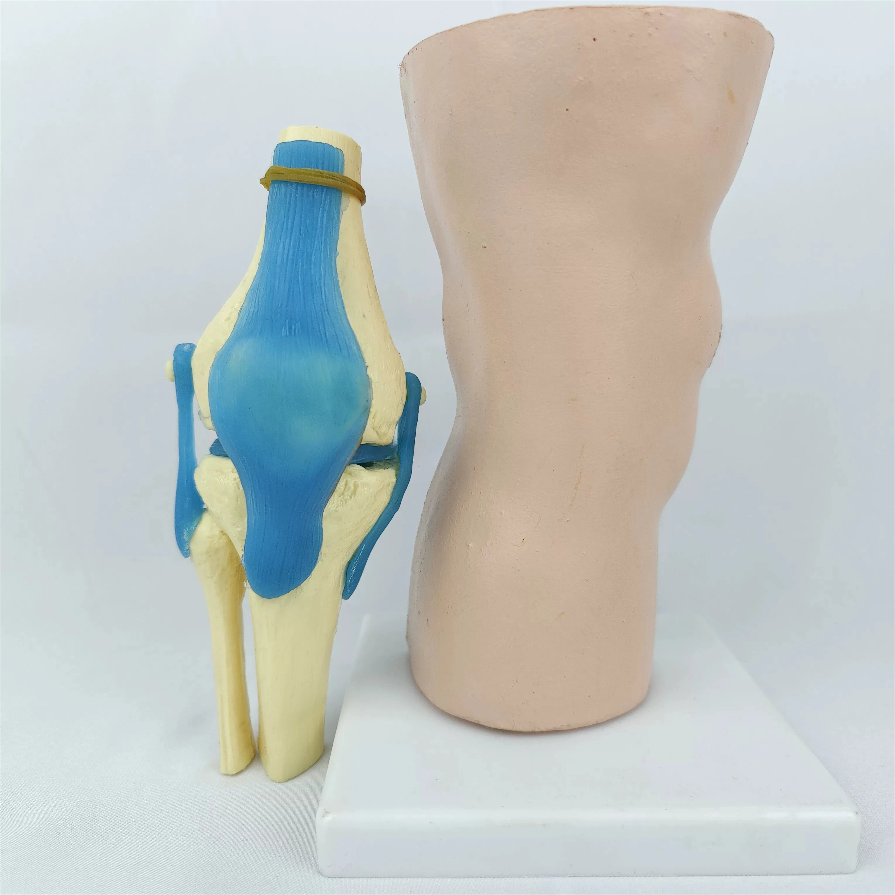 Detachable Cutaway Human Knee Joint Model with Bone Ligament Meniscus Skin Orthopedic Teaching Tool