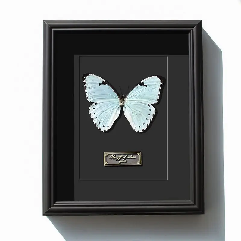 Kent morpho butterfly real butterfly specimen exquisite decorative painting three-dimensional photo frame ornament