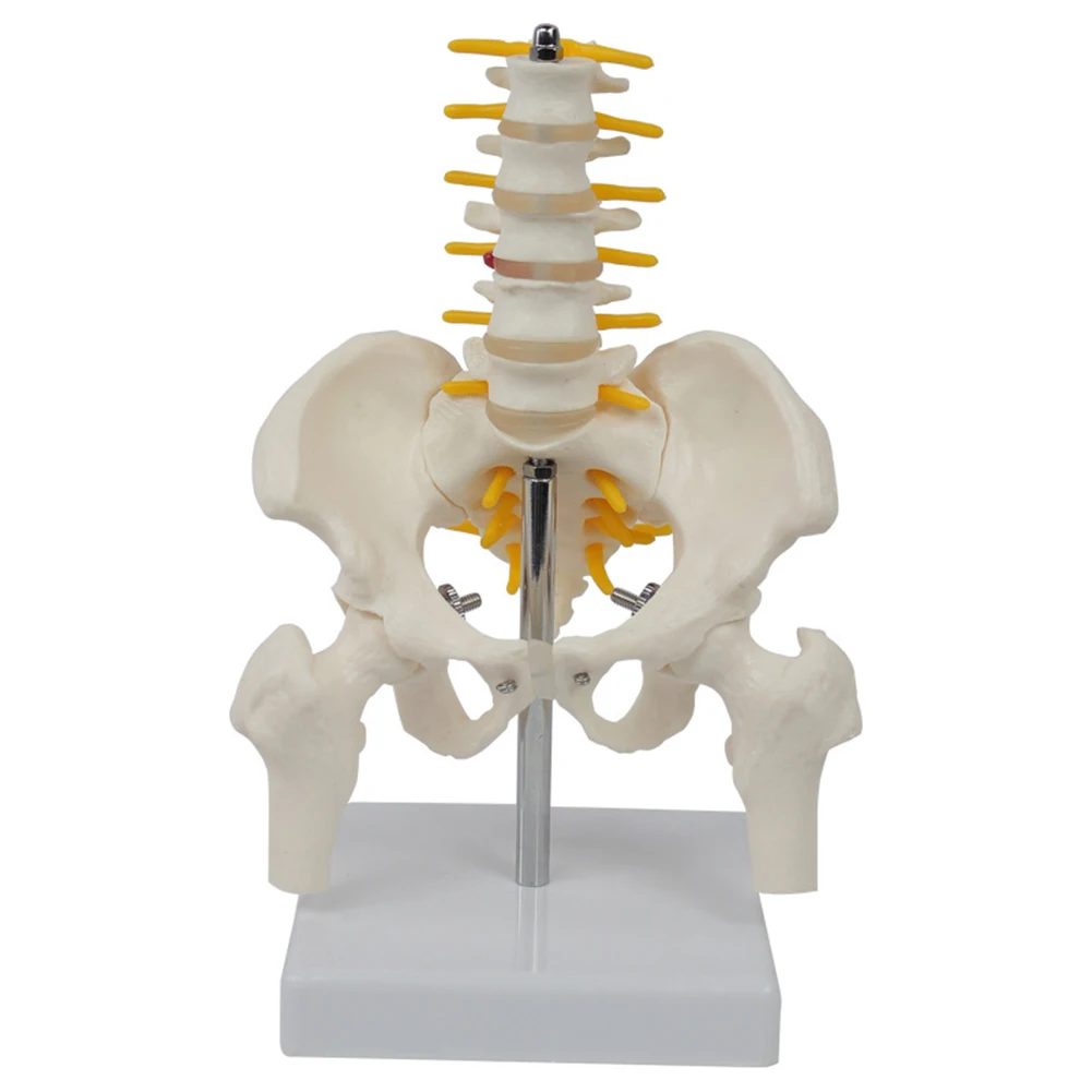 1 Pcs PVC Human Pelvic With Five Lumbar Vertebrae and Femur Model Orthopedics Spinal Column Spine Model Skeleton Anatomy