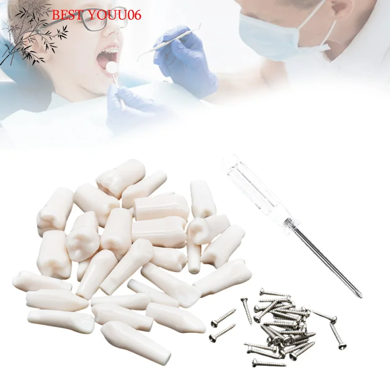 (YOUU06)28/32pcs Dental Typodont Teeth Model Removable Individual Screw-in Resin Training Aid Denture Practice Replacement Tooth