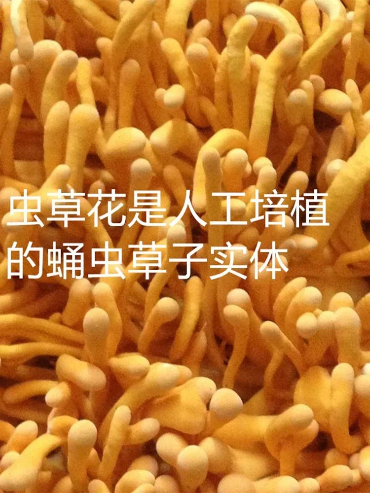 سلسلة البرتقال: 100% الطبيعية يوننان كورديسيبس زهرة الزهور المجففة ل الروائح شمعة مجوهرات من مادة الراتنج الصابون صنع الفن الحرفية