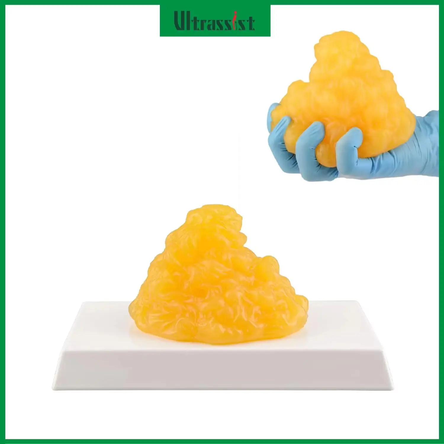 Ultrassist 1lb Human Body Fat Replica Model Display Base Slightly Oily Thermoplastic Texture for Gym Classroom Demonstrate Tool