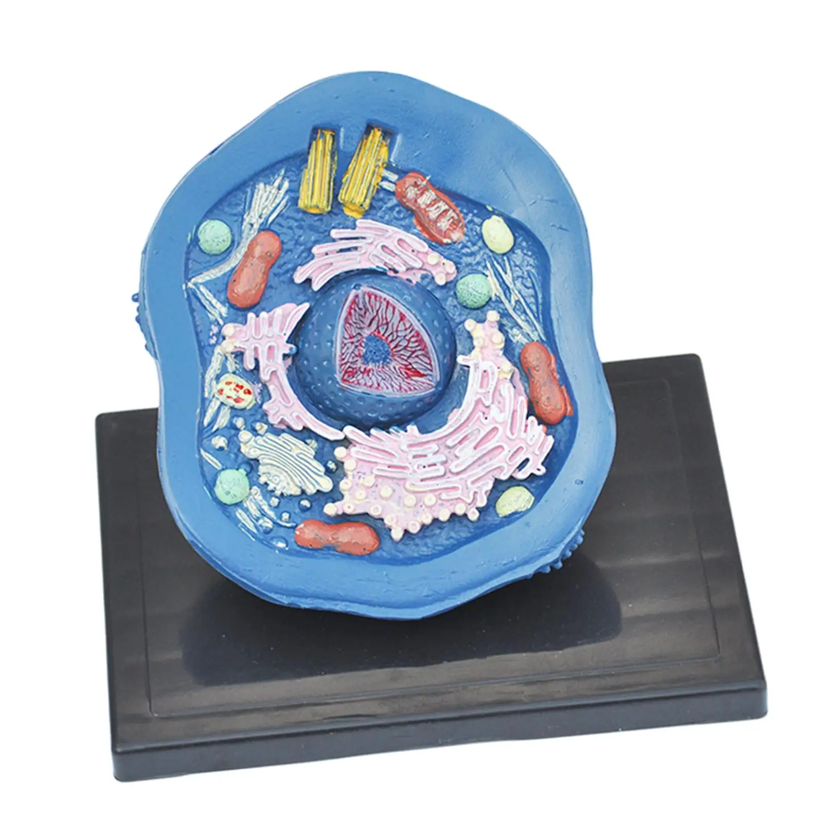 Cell Anatomy Model Clearly Experimental Model Anatomical Model Teaching Model Biology Science Projects for Classroom Learning