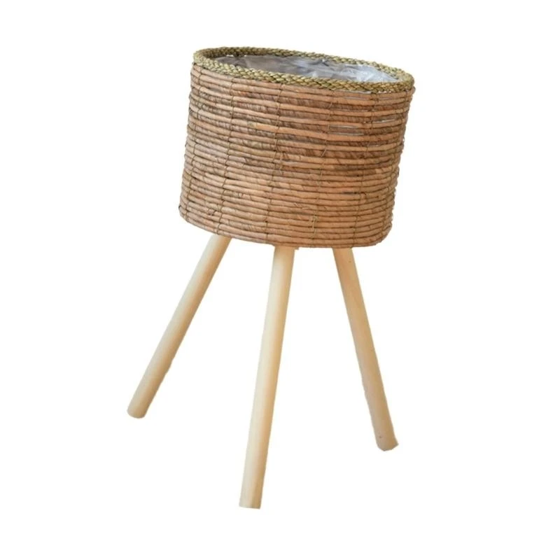 Рутанное растение ротанга