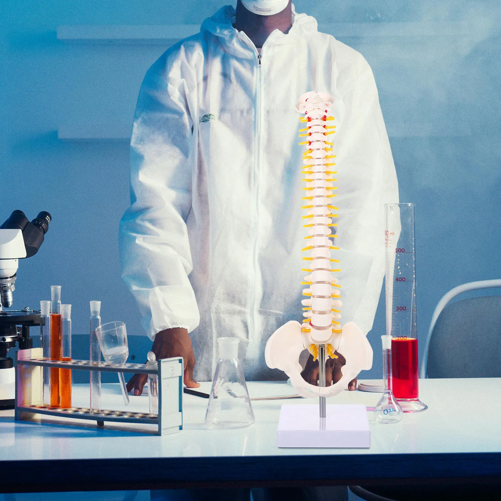 1-pezzo-modello-anatomico-in-pvc-della-colonna-vertebrale-umana-con-coccige-e-pelvi-per-insegnamento-pratica-e-formazione