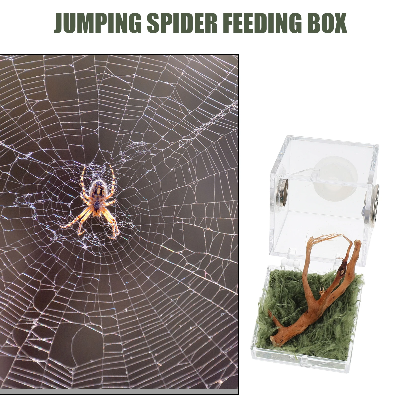 Spider Habitat Box Glass Breeding Container Lightweight Small Size Insect Snail Spider Reptile Beetle Pet Case