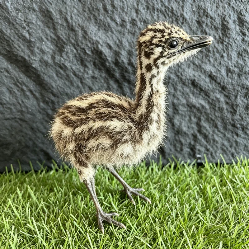 Stuffed Ostrich/emu Specimen Animal Taxidermy Home Decor Perfect for Collecting, Special Unique Gifts