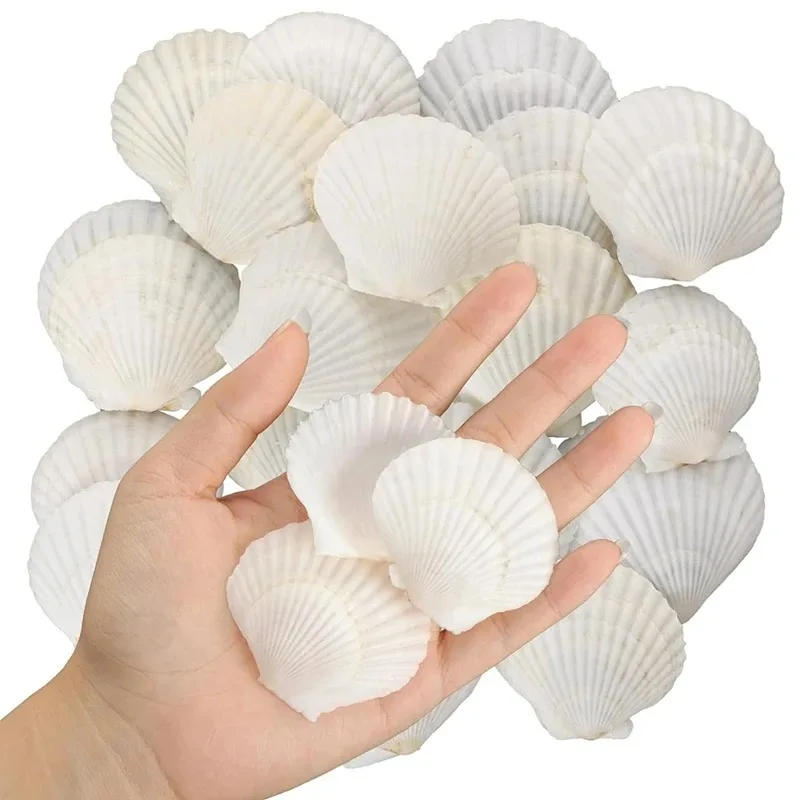 40PCS Natural Scallop Shells 2.36-3.15Inch White Small Sea Shells For Crafts Crafting Shell Bulk Real Seashells
