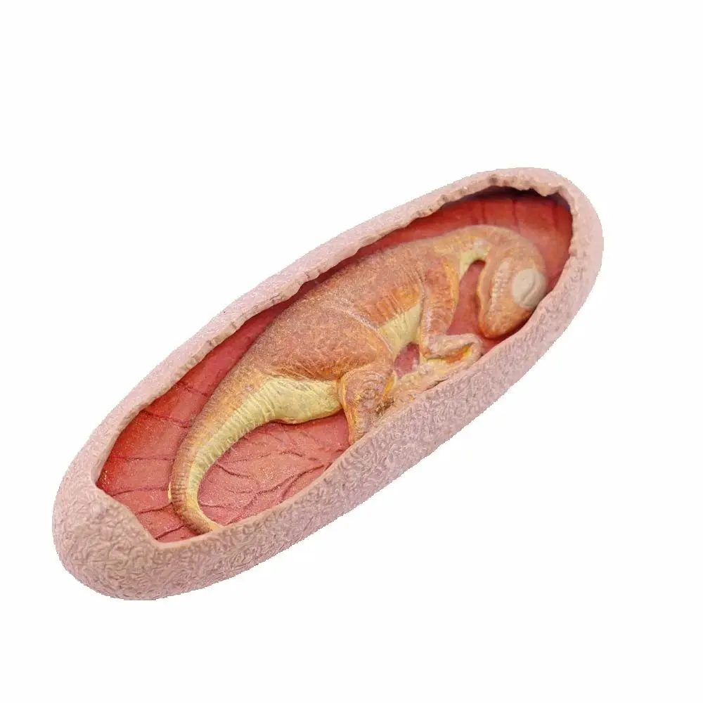 3D Dinosaur Baby Si…