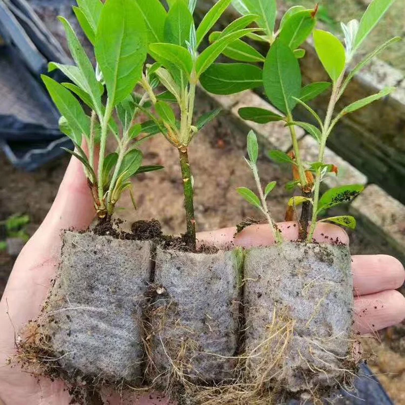 100Pcs Plant Grow Bags Nursery Bags Seeds To Sow Flower Pots Biodegradable Non-woven Fabric For Garden Accessories Tools