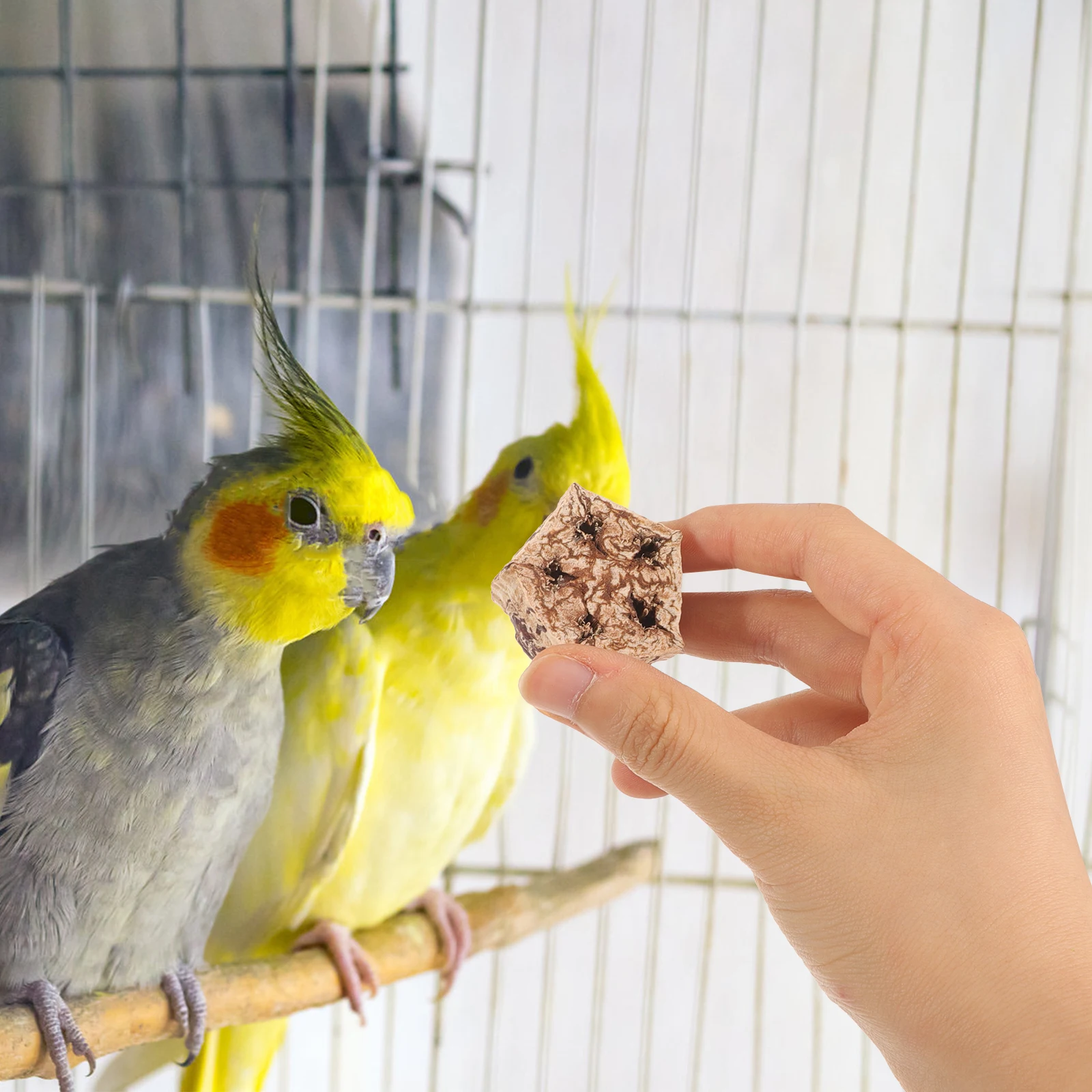 

12pcs Parrot Chew Natural Bird Chewing Foraging Dried Fruit Material Pet Chew Accessories For Parrots Small Birds