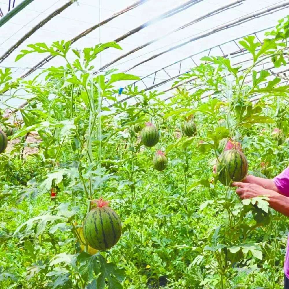 Reusable Watermelon Net with Straps Mesh Hanging Watermelon Mesh Bag Corded Vegetables Storage Hammock Net For Garden Planting