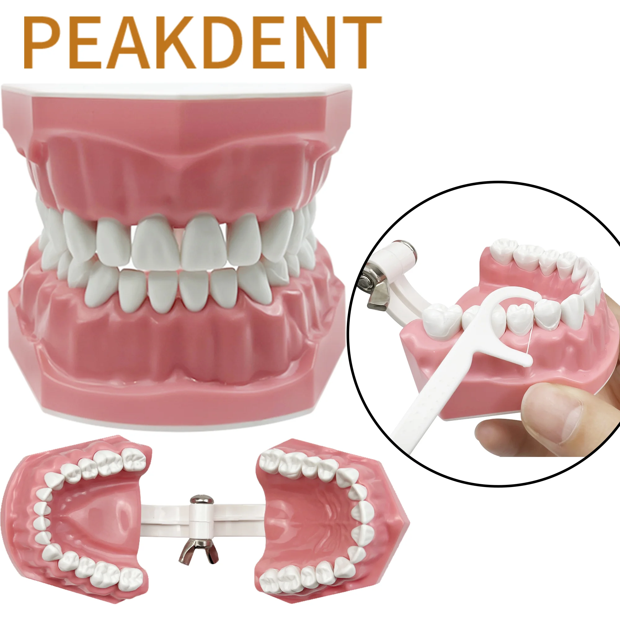 ​​​​​​​Dental Plastic Teeth Model Dental Teaching Model Doctor Patient Communication Dentist Dental Education Demo Model