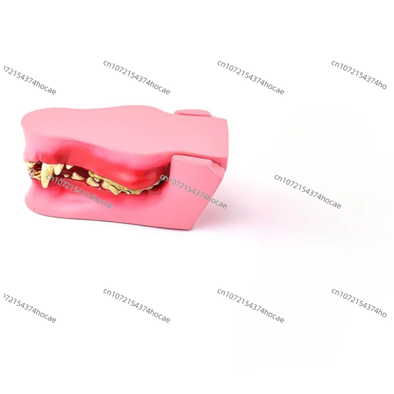 Anatomy model of canine jawbone, veterinary specialty, dentistry, animal bone decomposition model, PVC