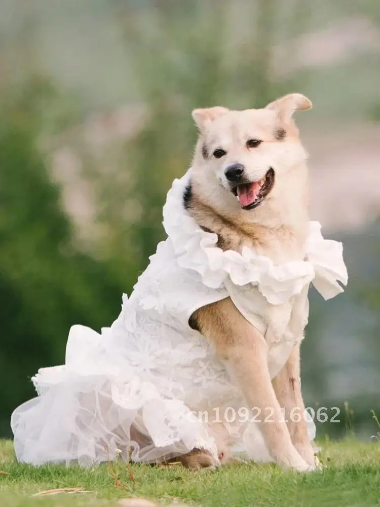 

Dog Wedding Dress, Medium and Large Dog, Corgi Bridesmaid Labrador, Golden Robe Dresses Dog, Ceremonial Hair, Shiba Samoye,