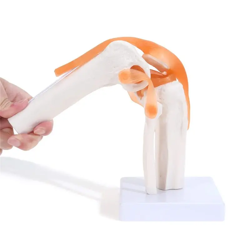 HOT Anatomical Knee Joint with Ligaments Model, Human 1:1 Life Size, for Science Classroom Study, Display Teaching B 【SPECIAL OF