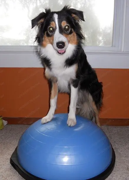Pet Dog Balance Hemisphere, Corgi Muscle Training, Postoperative Rehabilitation Device