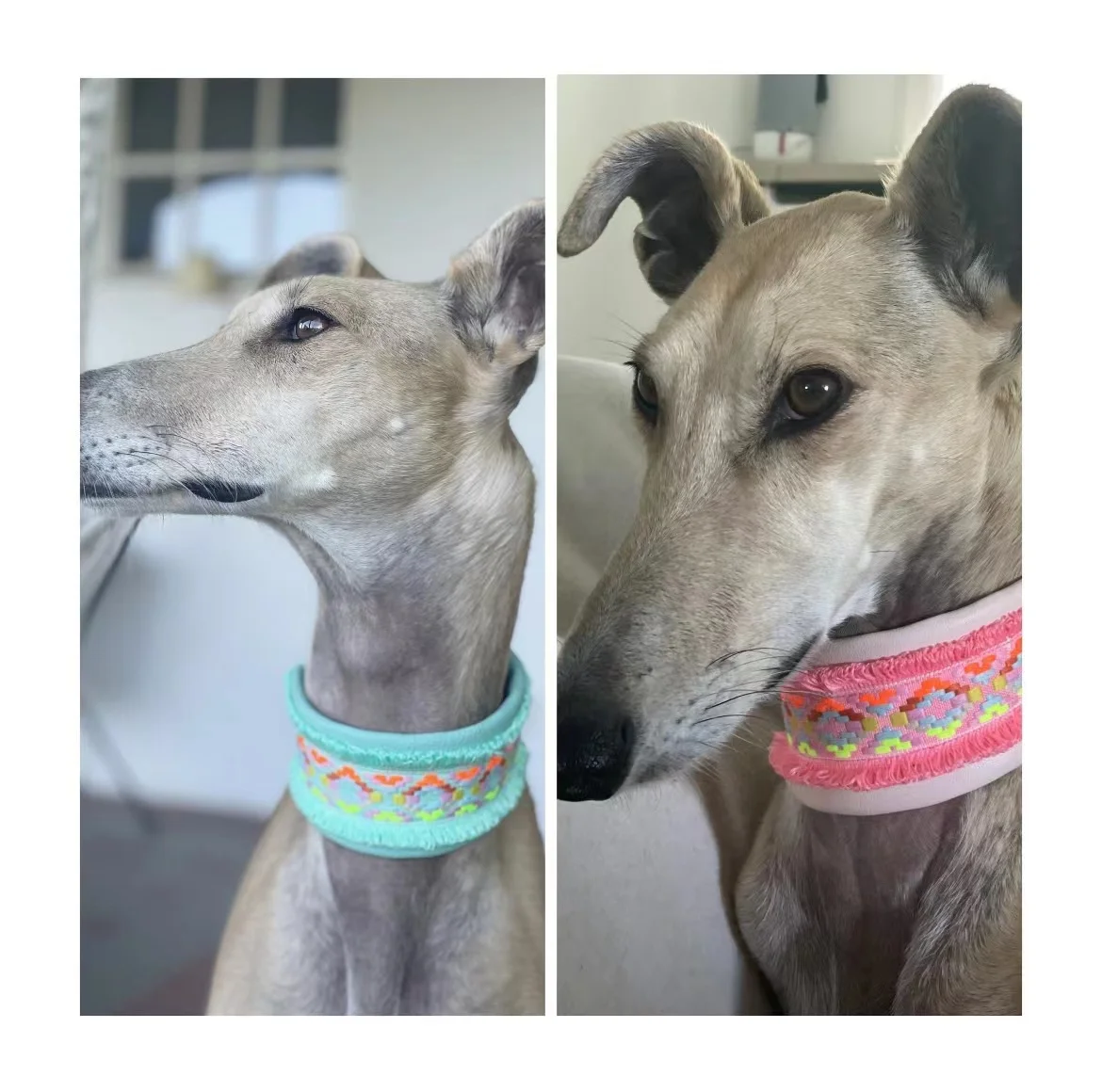 Italian Greyhound Collar/Whippet Collar/Soft Sheepskin Dog Collar Colorful Webbing Snap Pet Collar