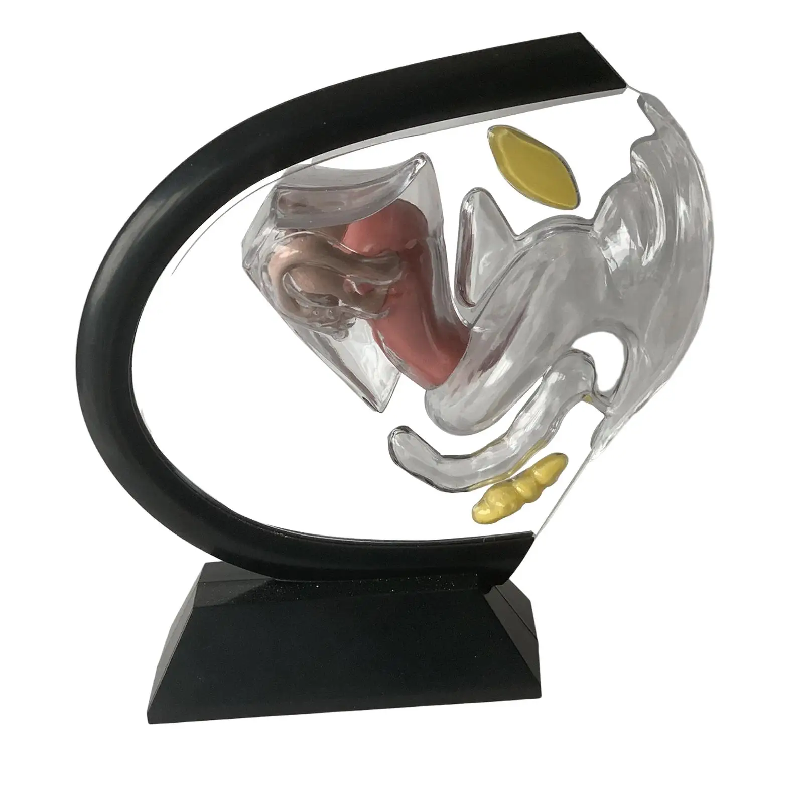 Reproductive Uterus Model, Detailed, Clear, Demonstration Tools