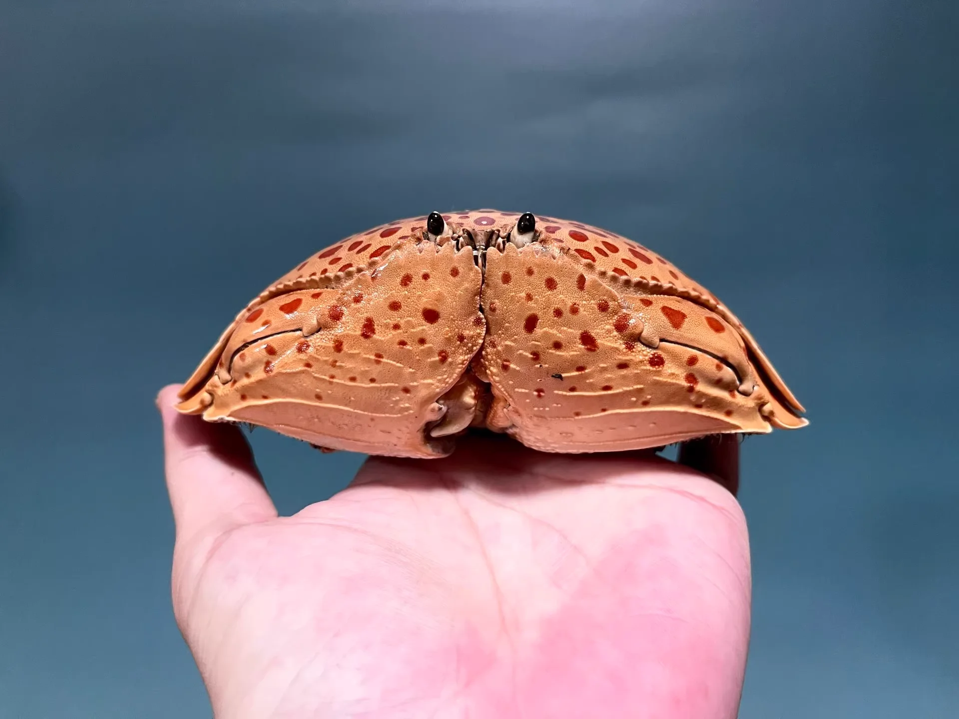 

Calappa Calappa Real Crab Specimen Special Handicrafts Collectors Home Decor Ornament Desk Decoration Customized