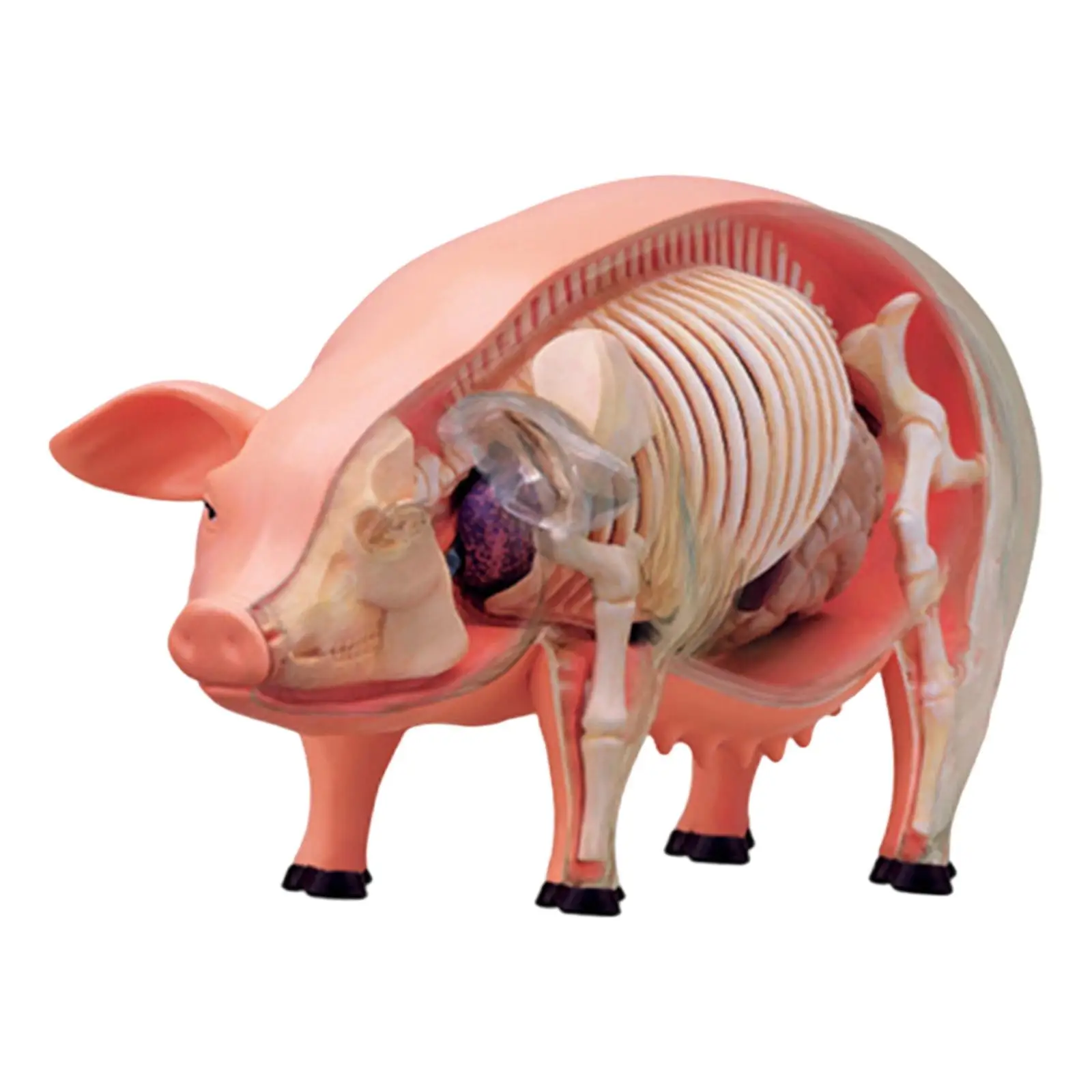 

4D Pig Dissection Model Display Biology Learning Toy for Boys and Girls Kids