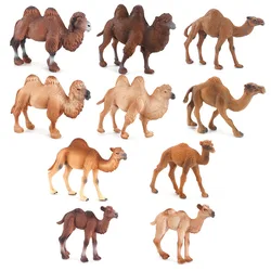 Simulation Animal Bimodal Unimodal Camel Model Children's Cognitive Education Micro Ornaments Plastic Decoration A0582