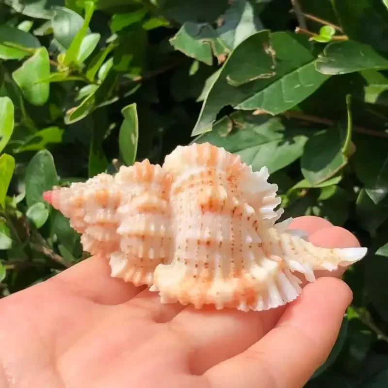Pink-headed Snail Natural Conch Shell Snail Specimen Snail Fish Tank Aquarium Landscaping Hermit Crab Replacement Shell