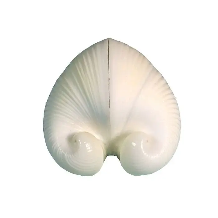Concha Natural, cuerno de oveja, almeja concéntrica, espécimen de caracol, colección de Caracol, caracol raro, adorno de decoración del hogar