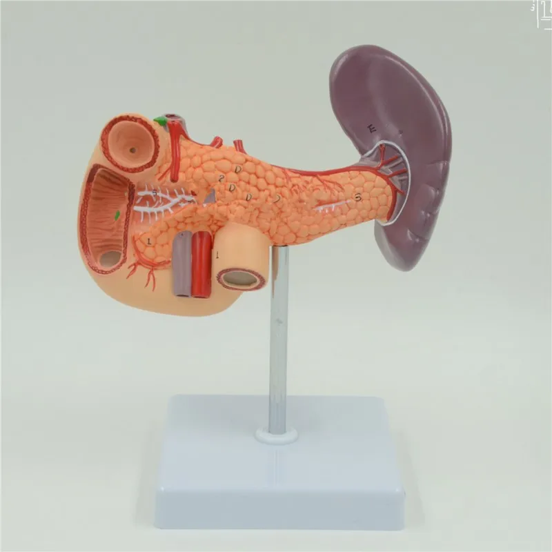 

Human Liver Pancreas and Duodenum Anatomical Model Medical Anatomy Teaching Resources