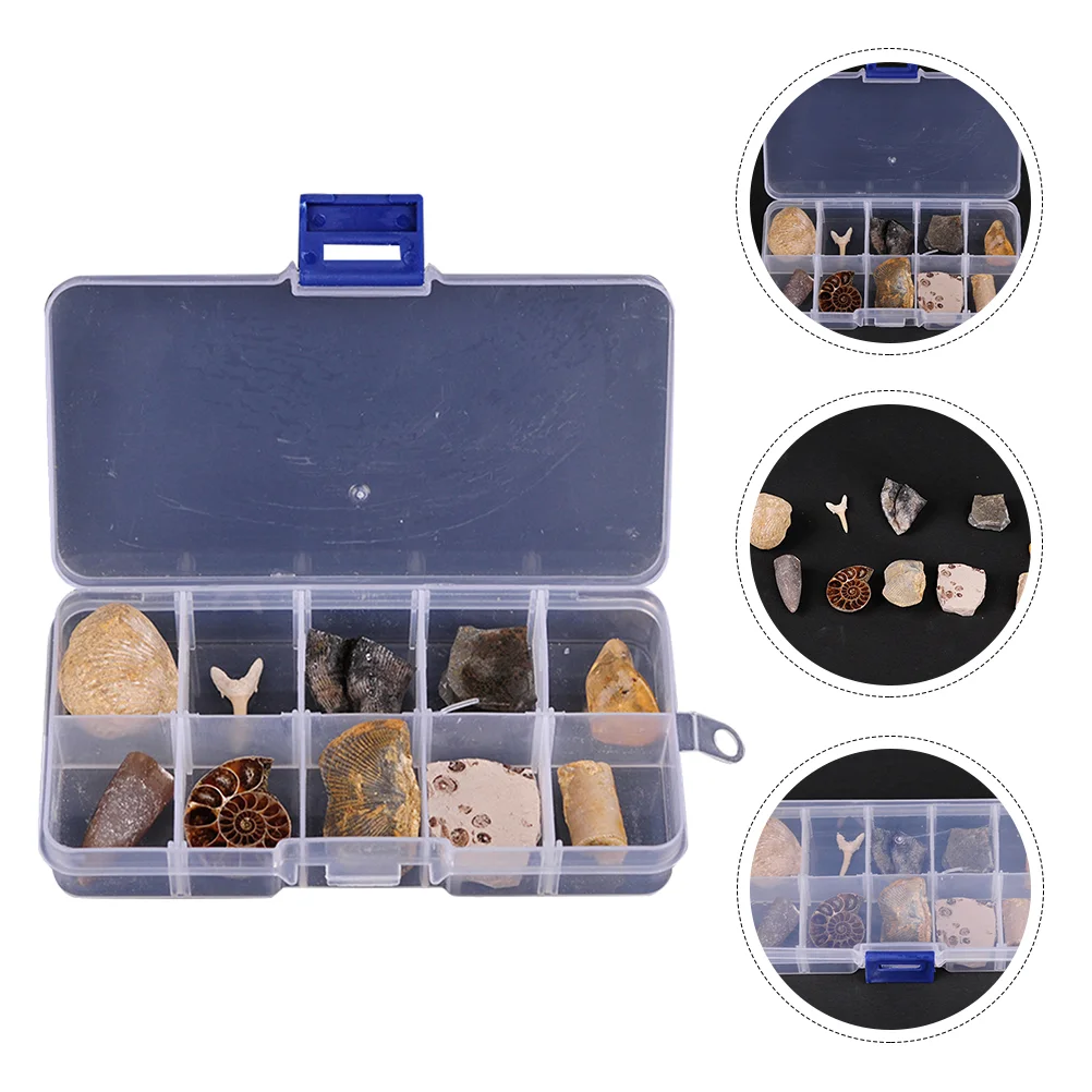 Specimen Teaching Kit Model Orthoceras Collection Paleontology Trilobite Science Toy Sample Ancient Fosiles