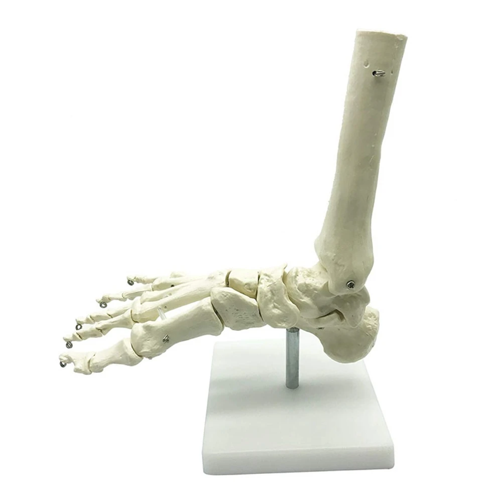 Delicate Texture-1:1 Human Skeleton Foot Anatomy Model Foot And Ankle With Shank Anatomical Model Anatomy Teaching Resources