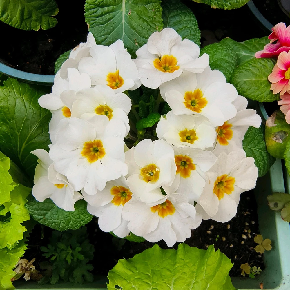 Afbeelding 5: 10g Chitosan Oligosaccharide Groene Microbiële Organische Meststof voor Huis Tuin