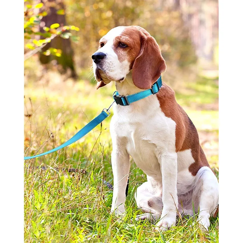 1 x reflektierendes Hundehalsband mit Schnalle, verstellbare Sicherheits-Nylonhalsbänder für kleine, mittelgroße und große Hunde – Detail 16