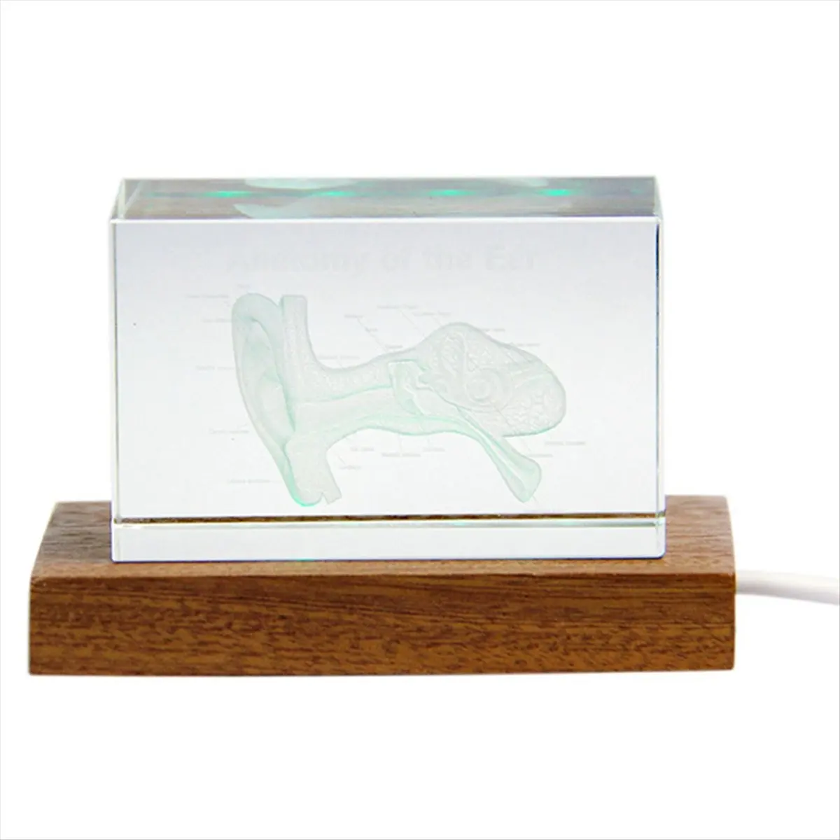 AT16 3D Ear Organ Model Crystal Cube Otology Science Gifts Crystal Glass Figurine Paperweight Human Organ Statue B