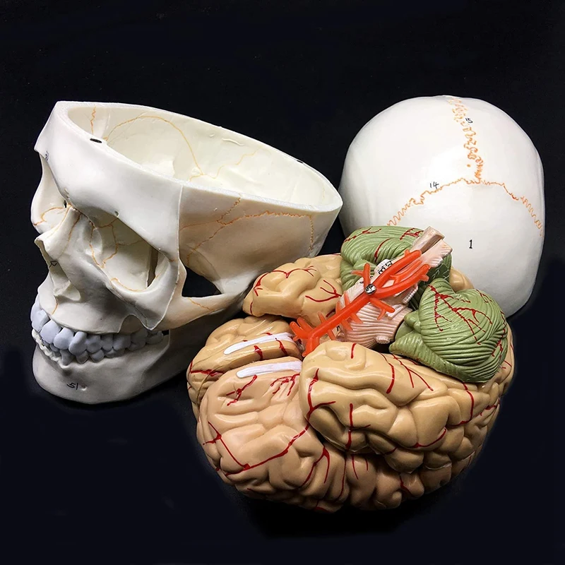 Human Skull With Brain Anatomical Model 8-Part Life-Size Anatomy For Science Classroom Study Display Teaching Model