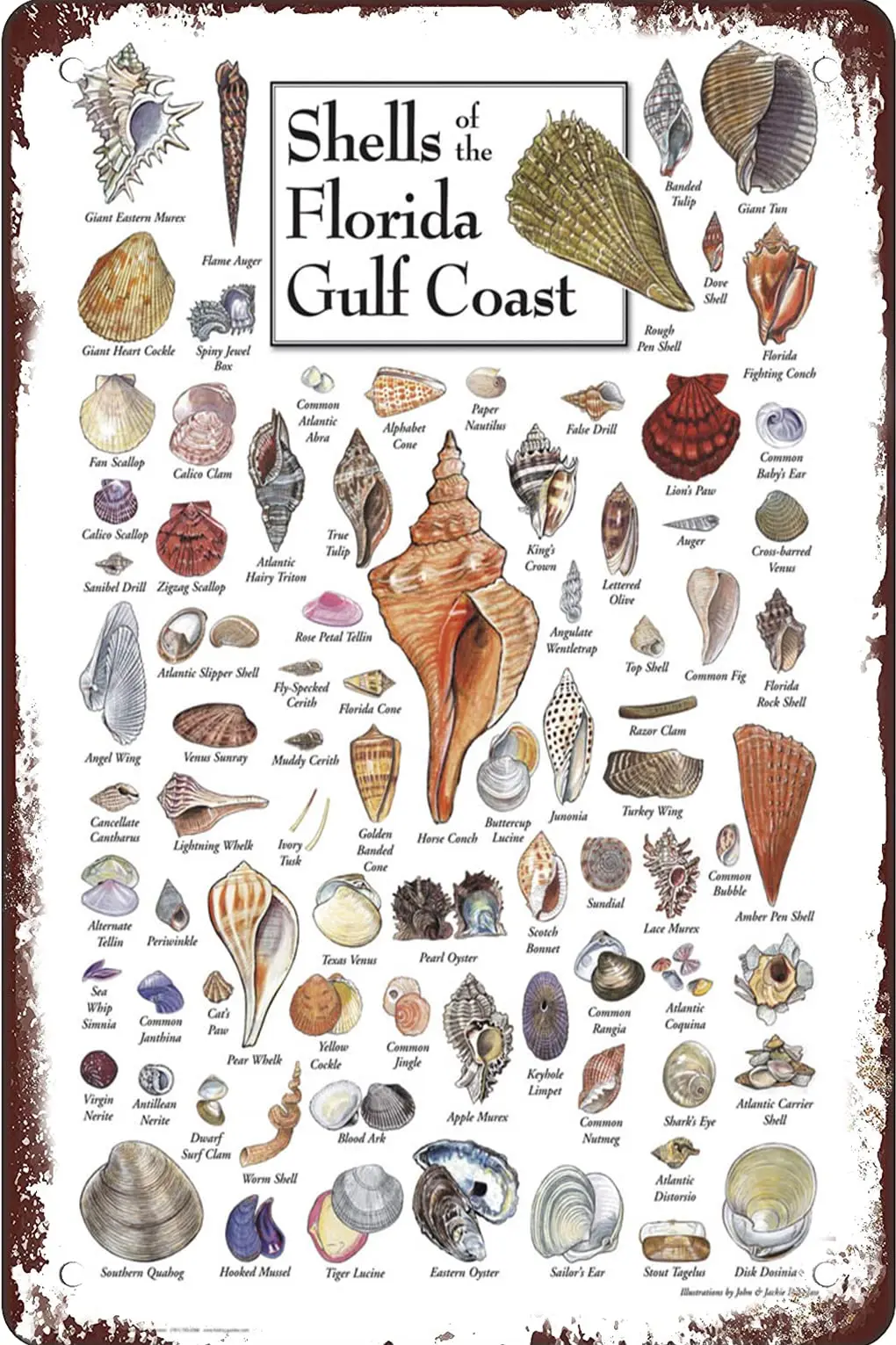 Shells of the Florida Gulf Vintage Metal tin Sign Art Plaque Wall Decor Look Funny Gifts for Home Kitchen Garage Bathroom Farm G