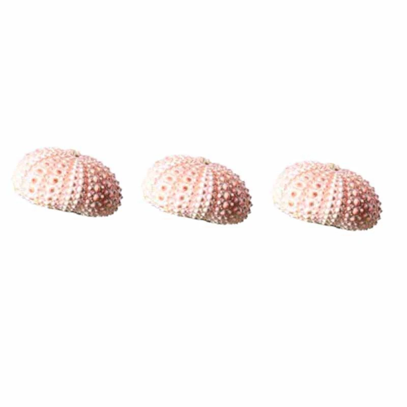 3PCS Small Ornaments of Sea Shells and Sea Urchin Shells (Excluding Plants)