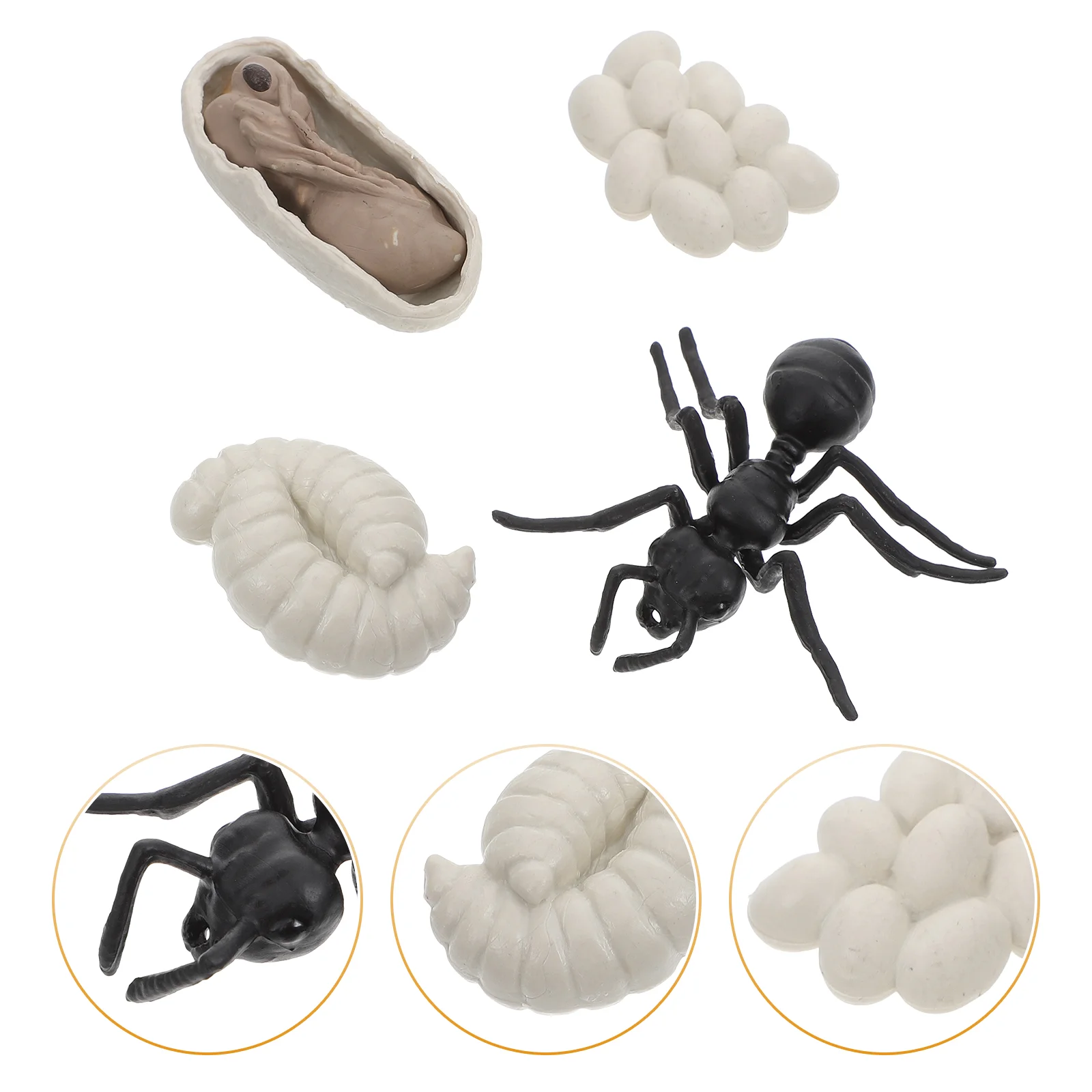 Worker Ant Growth Cycle Simulation Life Model Ants Growing Animal Models Figurines Plastic Worker-ants Evolution