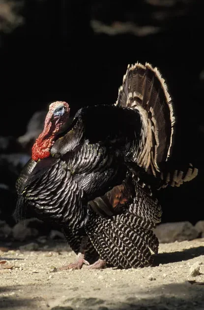 

2Pairs Gemfan D90 Ducted 90mm 5-blade Propeller For Mini FPV 3.5 Inch Cinewhoop Freestyle Toothpick Ducted Racing Drones Parts