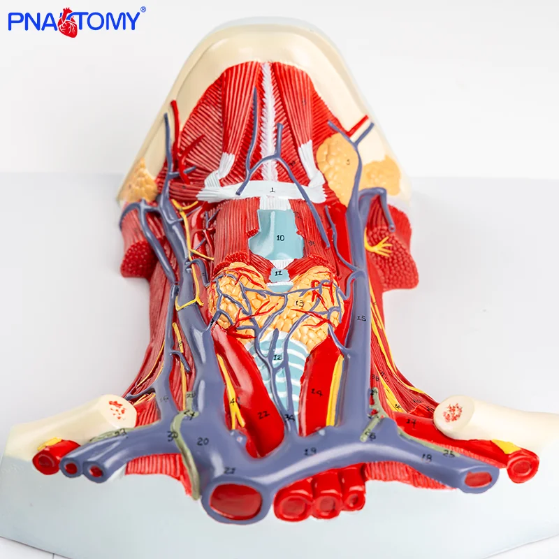 Comprehensive Anatomy of the Neck: Detailed Medical Model with Muscles, Blood Vessels, Nerves, and Cervical Vertebrae Demonstrat