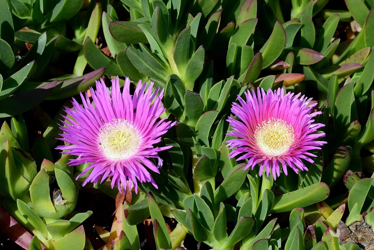 244 Uds. Semillas de Flor de Higo Flor Rosa, Suculenta Tapizante de Grandes Flores para Jardín de Roca, Talud y Maceta