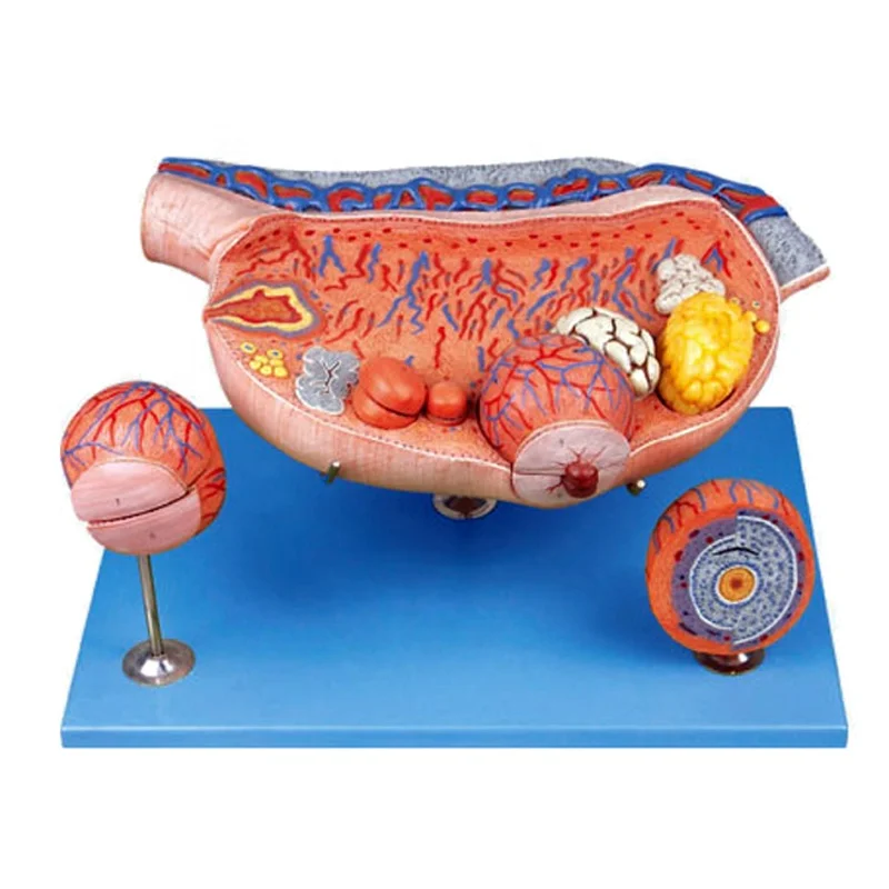 

unique Ovaries Anatomy Teaching Ovary Model Medical Demonstration Simulation for Medical Schools