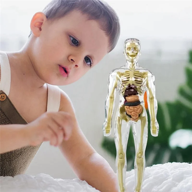

3D Human Body Torso Model Anatomy Model Skeleton DIY Skeleton Toy Removable Parts
