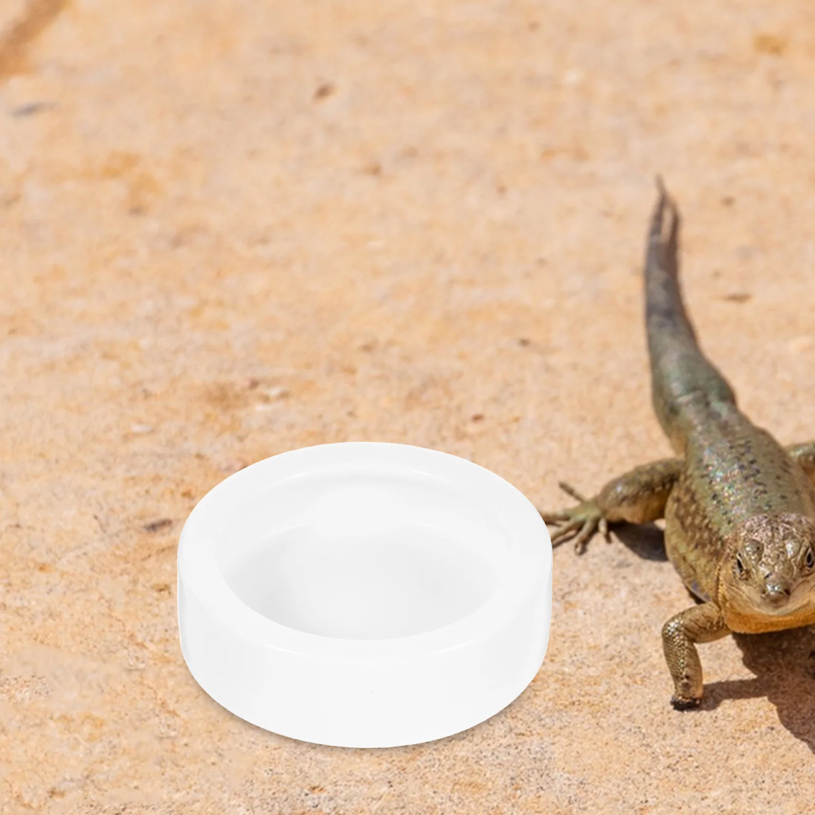 2 Pcs Reptile Water Bowl Crested Gecko Accessories Food Feeding Animal Supplies Ceramics Feeder