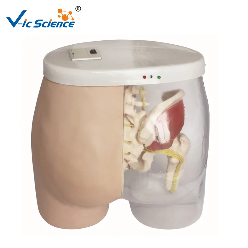 

Intramuscular Injection Model medical simulators for training