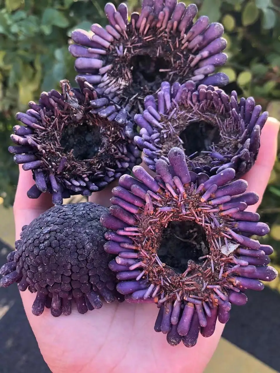 

Натуральный фиолетовый шлем, ракушка и раковина, сочный кашпо своими руками в средиземноморском океане, креативный орнамент