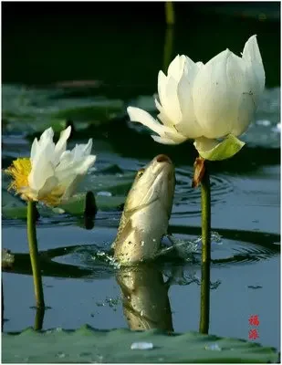 Car Seat Belt Cover…