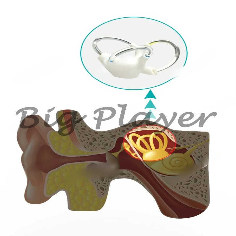

Inner Ear Anatomy Model for Vestibular Rehabilitation, Semicircular Canal Otolith & Cochlea Model
