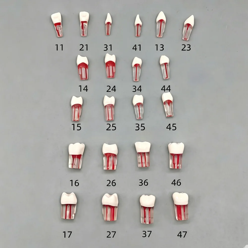 10pcs Dental Endo Tooth Model Endodontic Root Canal Practice RCT Training Block Pulp Cavity Resin Teaching Demonstration Model