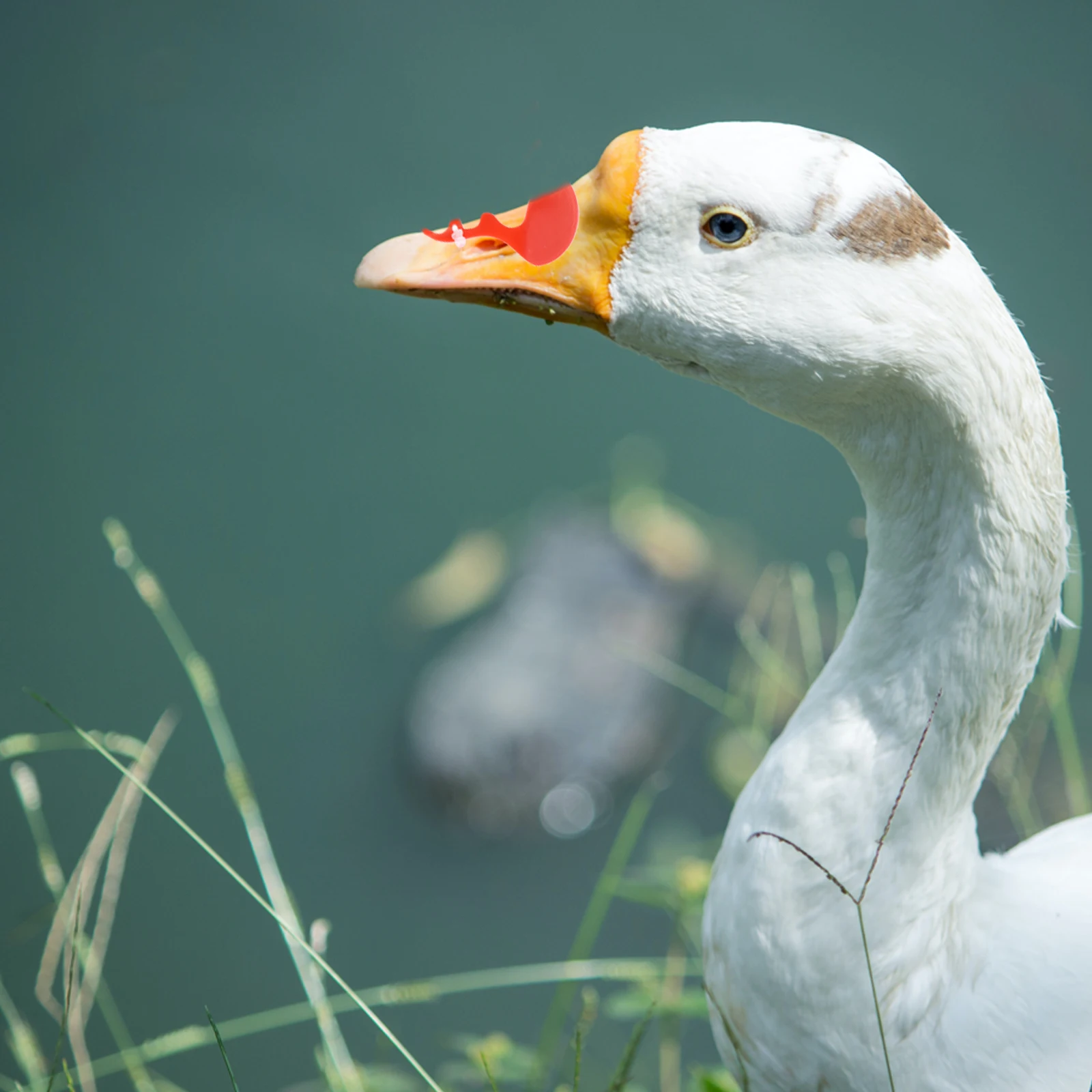 

50 Pcs Glasses for Duck Pecking Mask Anti- Peepers Farm Supplies Poultry Eye Muscovy Anti-Pecking